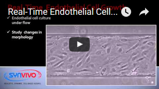 Real-Time Endothelial Cell Growth