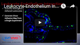 Leukocyte-Endothelium Interactions 1