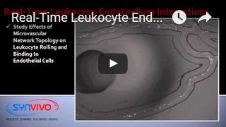 Leukocyte-Endothelium Interactions 2