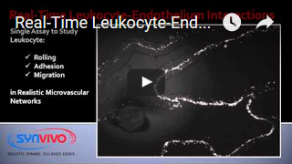 Leukocyte-Endothelium Interactions 3