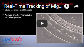 Real-Time Tracking of Migrating Leukocytes