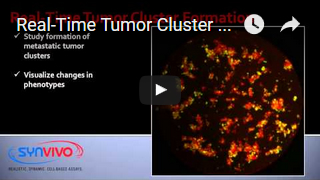 Real-Time Tumor Cluster Formation