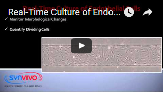 Endothelial Cell Division Under Flow