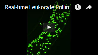 Real-time Leukocyte Rolling-Adhesion-Migration Assay